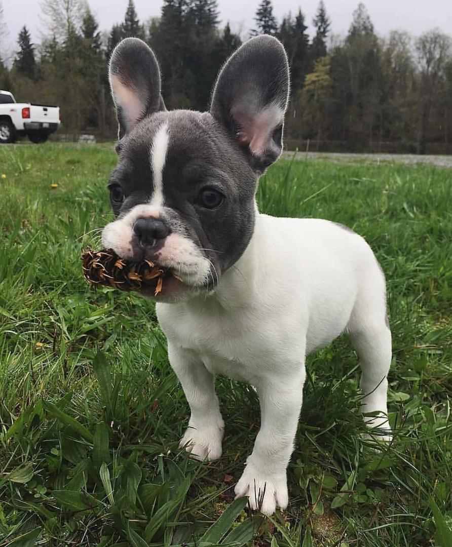 french bulldog