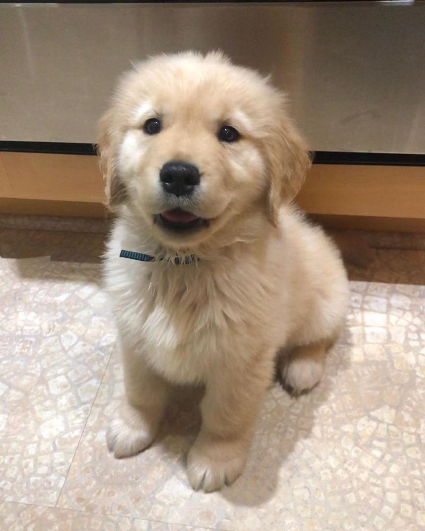 golden retriever