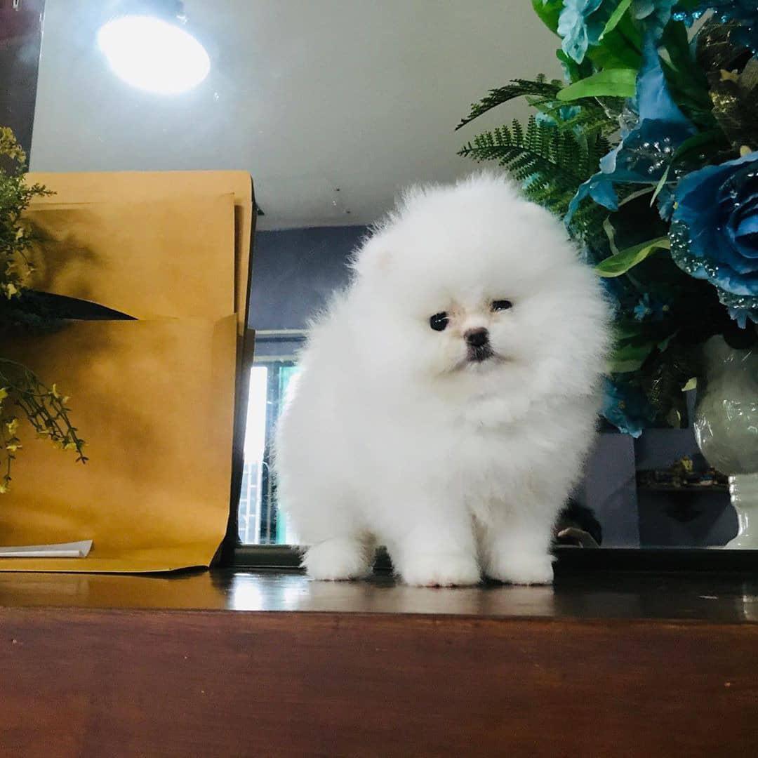 pomeranian 11