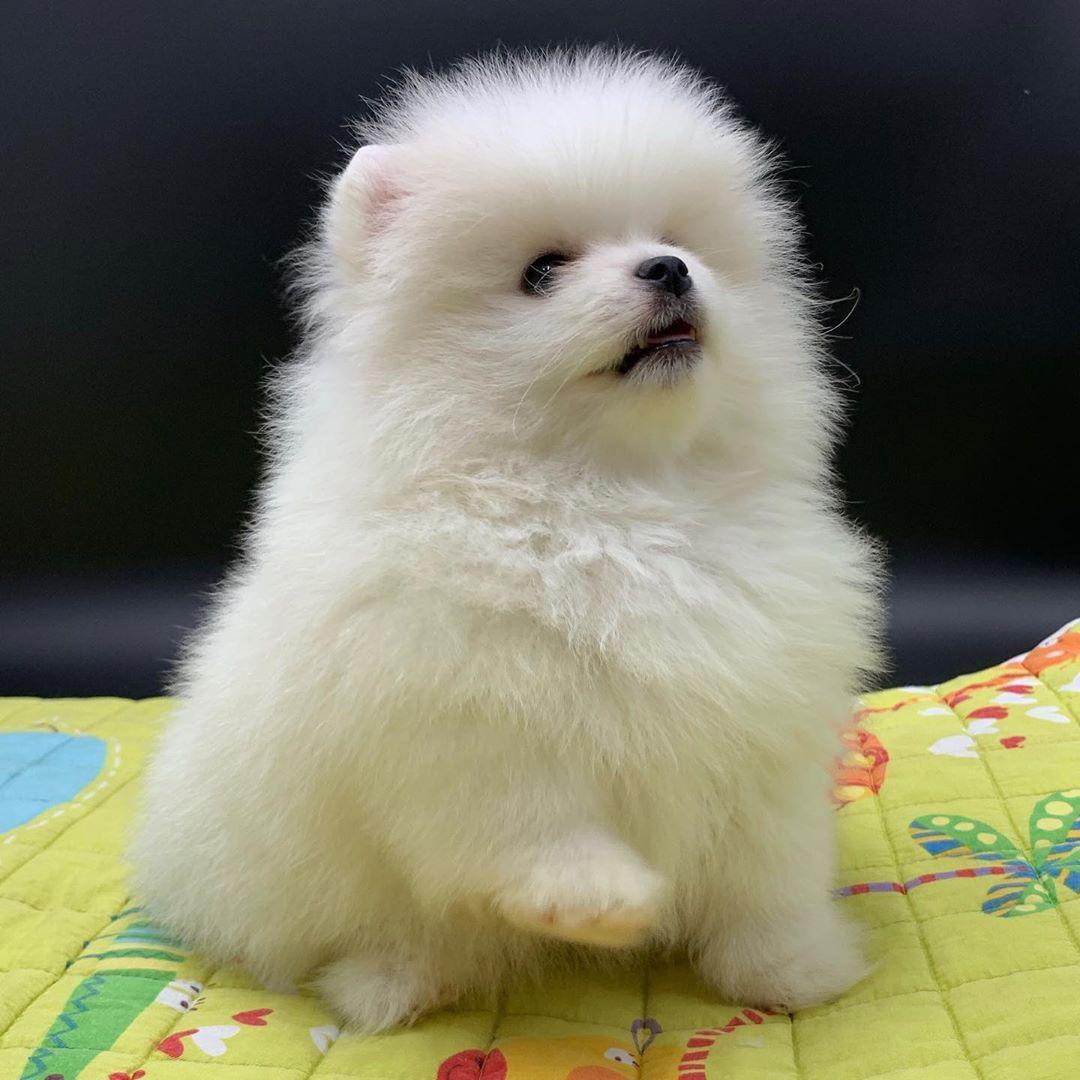 pomeranian 2