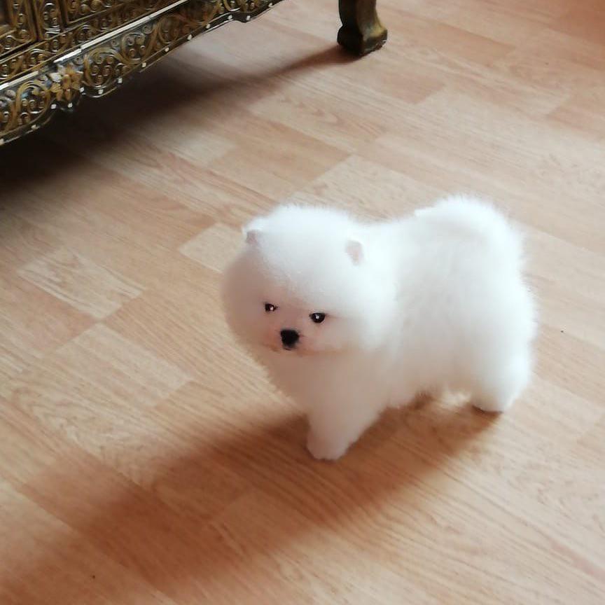 pomeranian 4