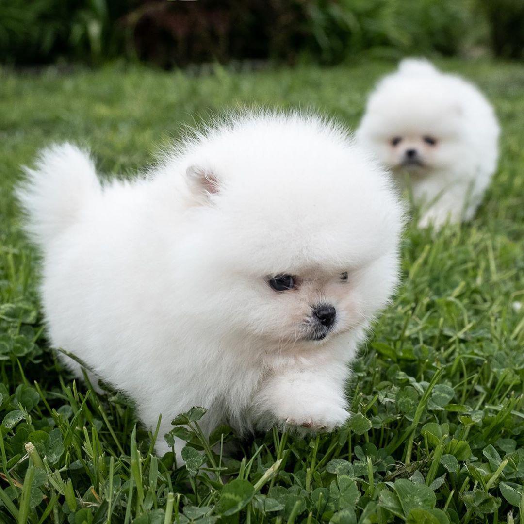 pomeranian 7